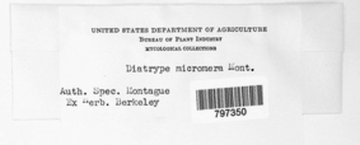 Diatrype micromeria image
